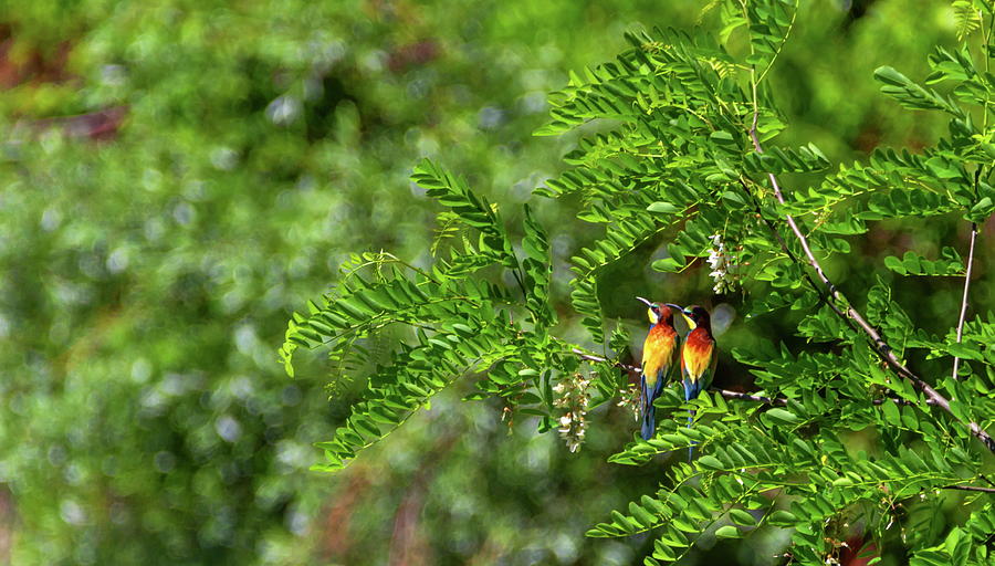 European bee-eater, merops apiaster, birds duo Photograph by Elenarts - Elena Duvernay photo