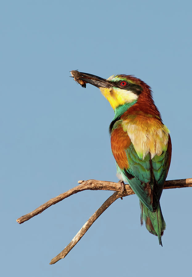 European Bee-eater Photograph by Mircea Costina Photography