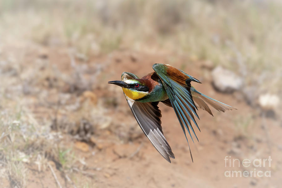 Animal Photograph - European bee-eater by Tony Camacho