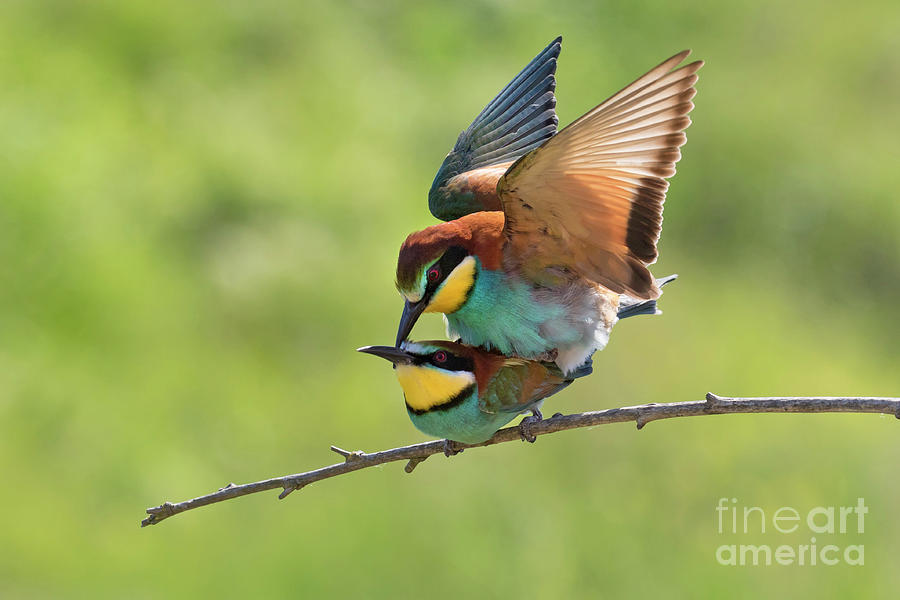 European Bee-eaters Mating Photograph by Arterra Picture Library