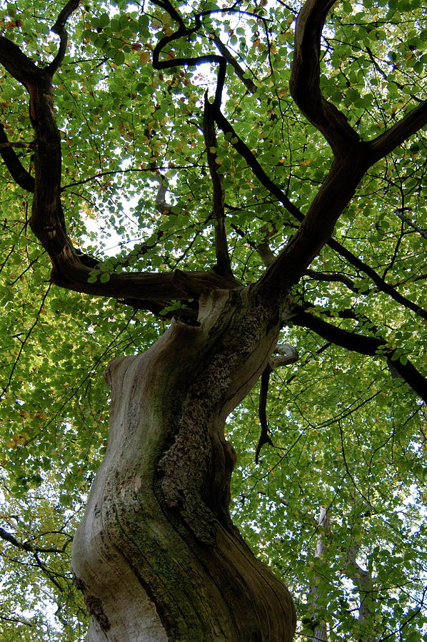 European beech tree New Forest England Photograph by Loren Dowding