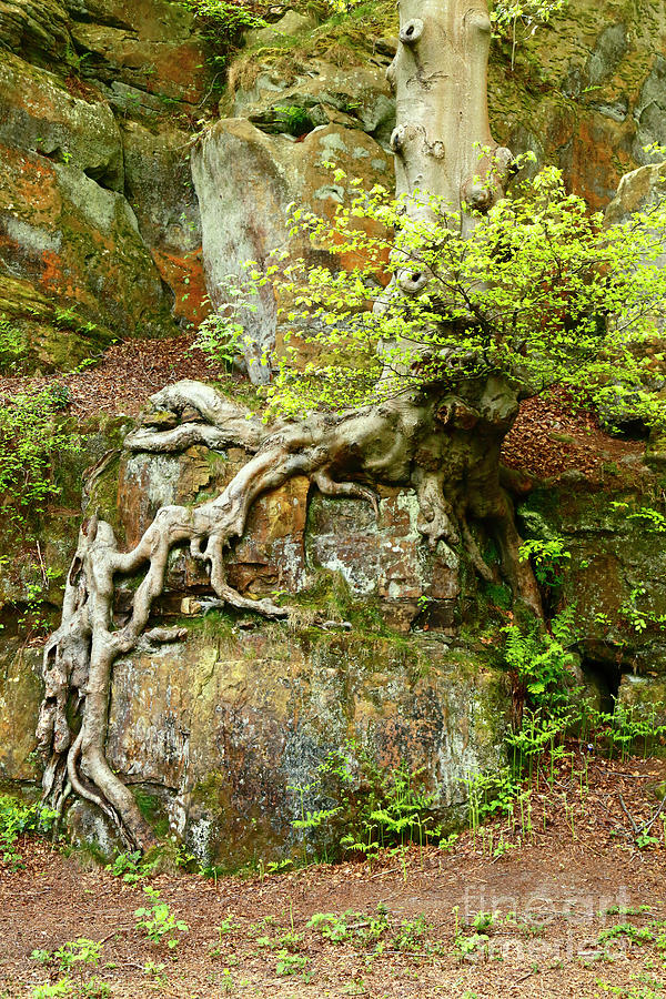 European Beech Tree Roots and Sandstone Rock Outcrop Photograph by James Brunker
