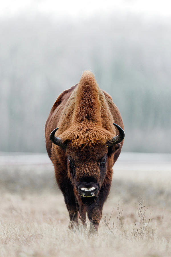 European Bison bull Photograph by Patrick Van Os European Bison bull Photograph by Patrick Van Os