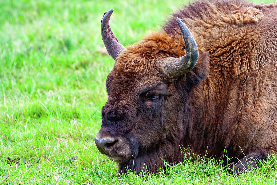 European Bison Portrait Photograph by Artur Bogacki