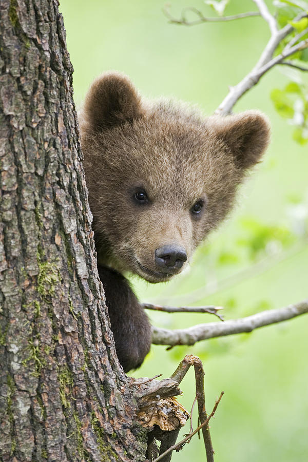 European Brown bear cub in tree (Ursus arctos), close-up Photograph by Fotofeeling