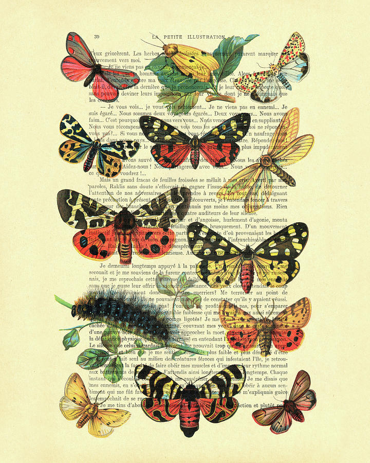 Butterfly Mixed Media - European butterflies collection by Madame Memento