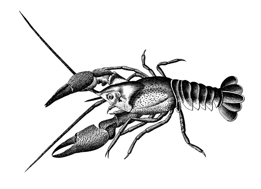 European crayfish | Antique Scientific Illustrations Drawing by Nicoolay