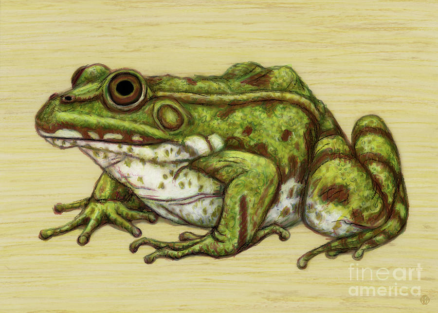 European Dark Spotted Frog Painting by Amy E Fraser