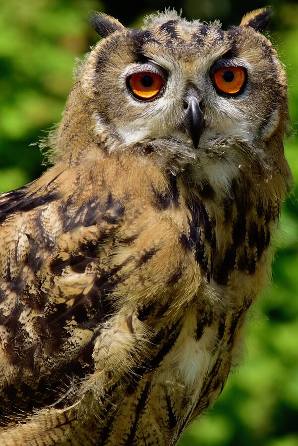 Eurasian Eagle Owl Photograph