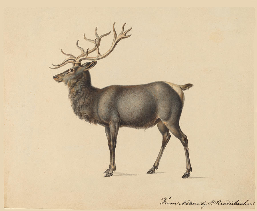 European Elk Drawing by Peter Rindisbacher