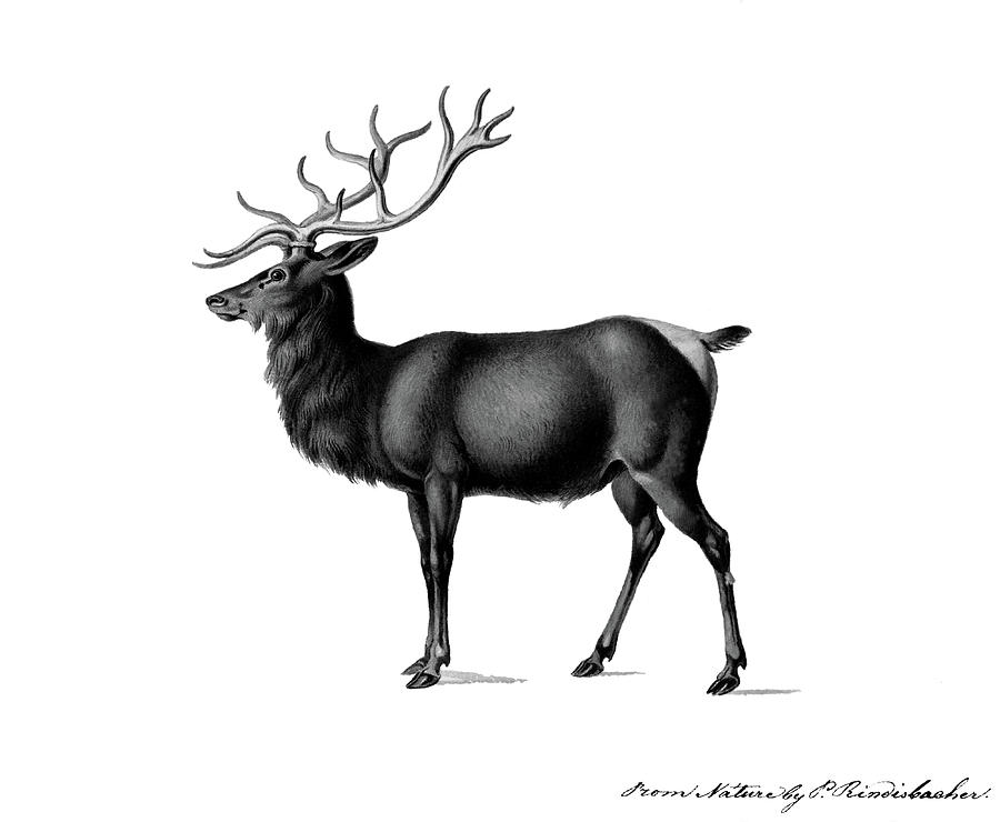 European Elk Drawing by Running Brook Galleries Fine Art America