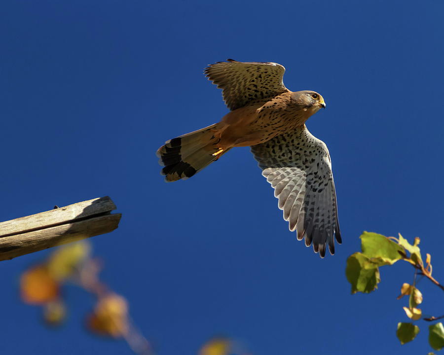 European, eurasian, common or old world kestrel, falco tinnunculus Photograph by Elenarts - Elena Duvernay photo