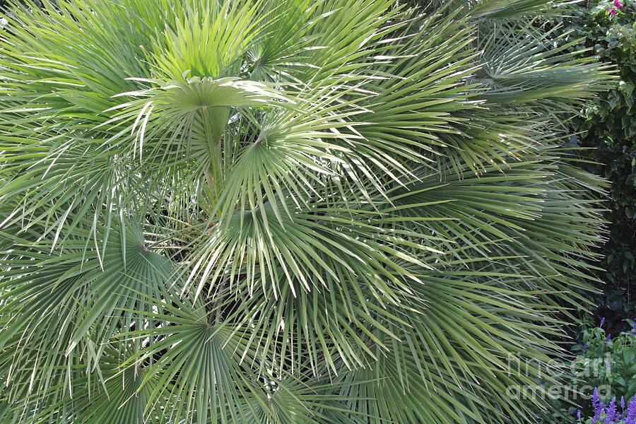 Florida Fan Palm Photograph by Dr Debra Stewart