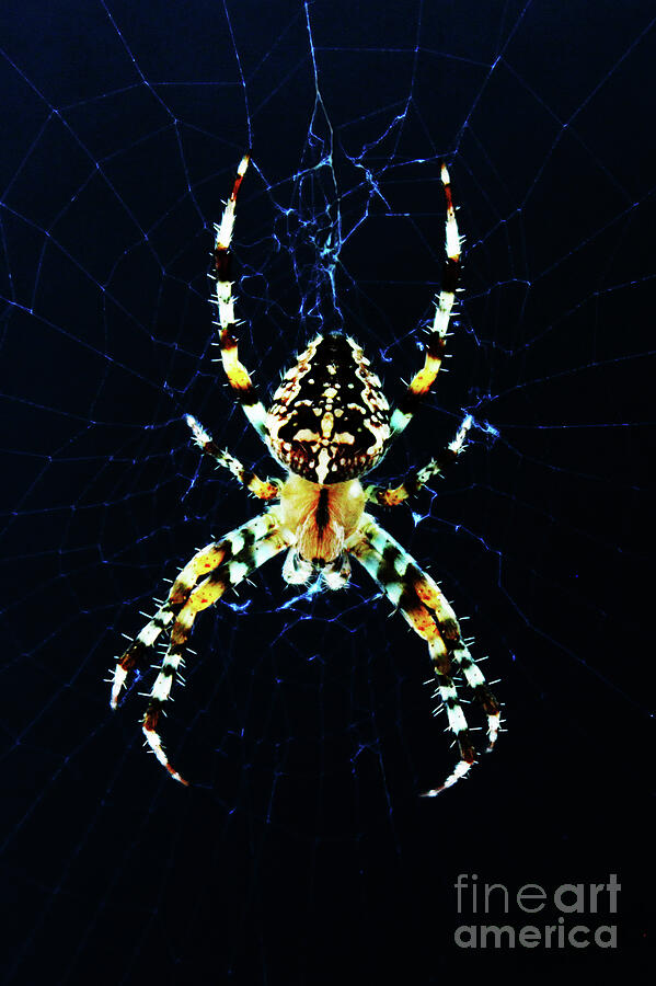 European Garden Spider Photograph By Alan Harman Pixels