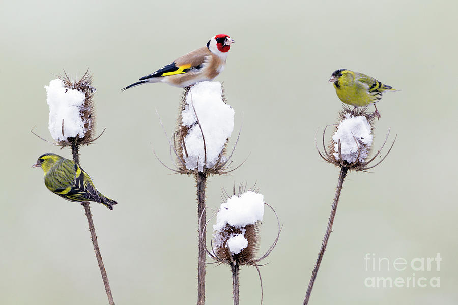 European Goldfinch and Siskins  Photograph by Duncan Usher