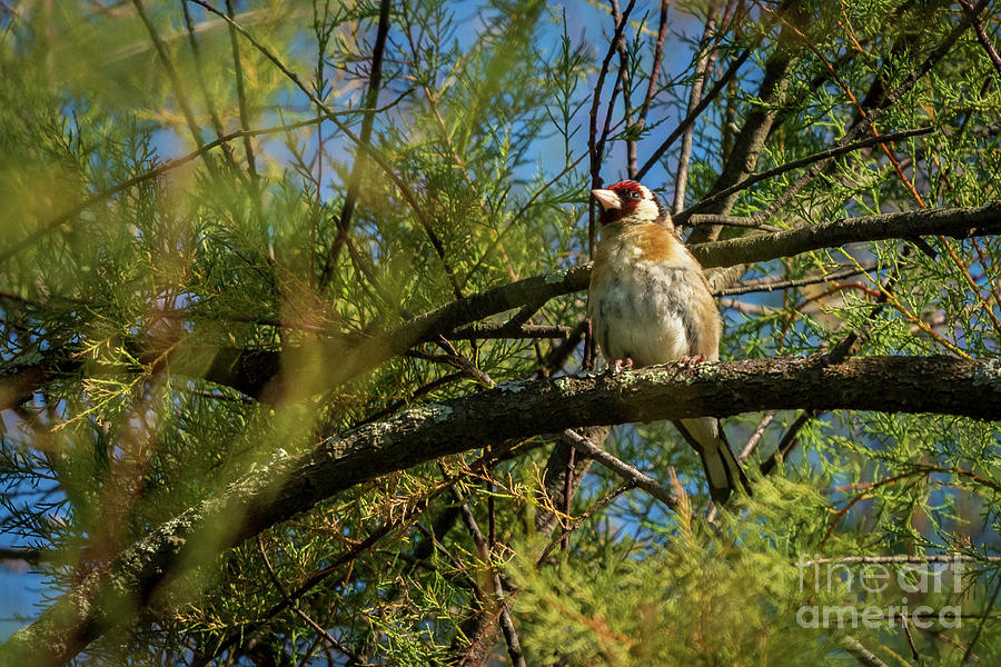 European Goldfinch Carduelis carduelis Perched on Tree Branch O Seixo Galicia Photograph by Pablo Avanzini