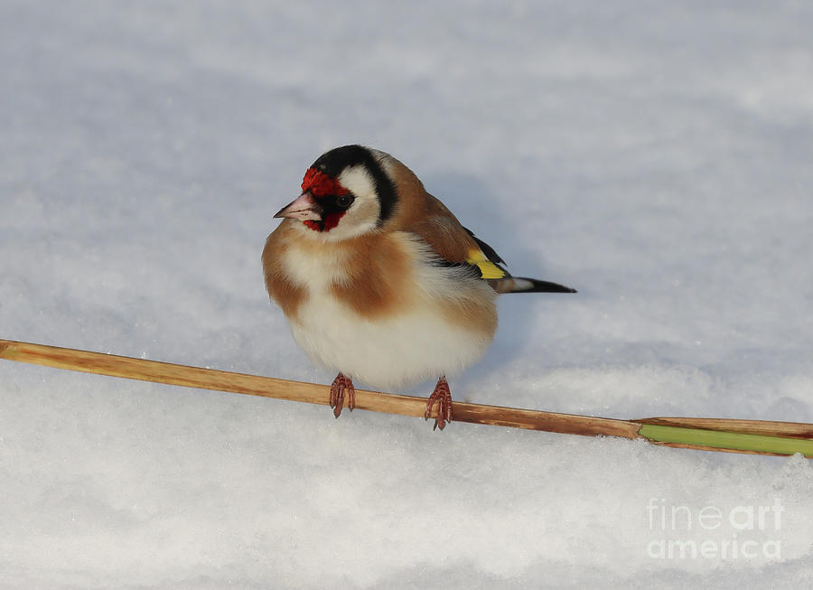 Winter Photograph - European Goldfinch in the Snow by Eva Lechner