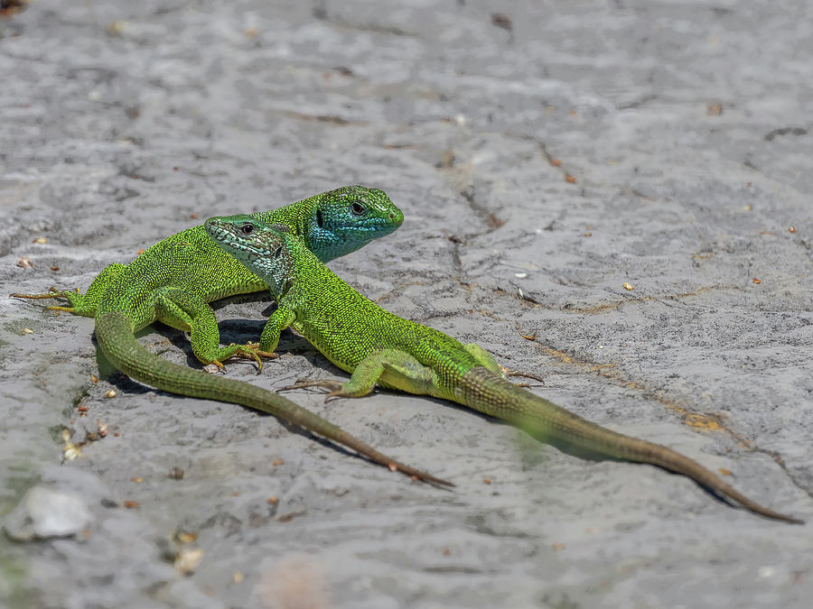 European Green Lizard - Lacerta Viridis Photograph