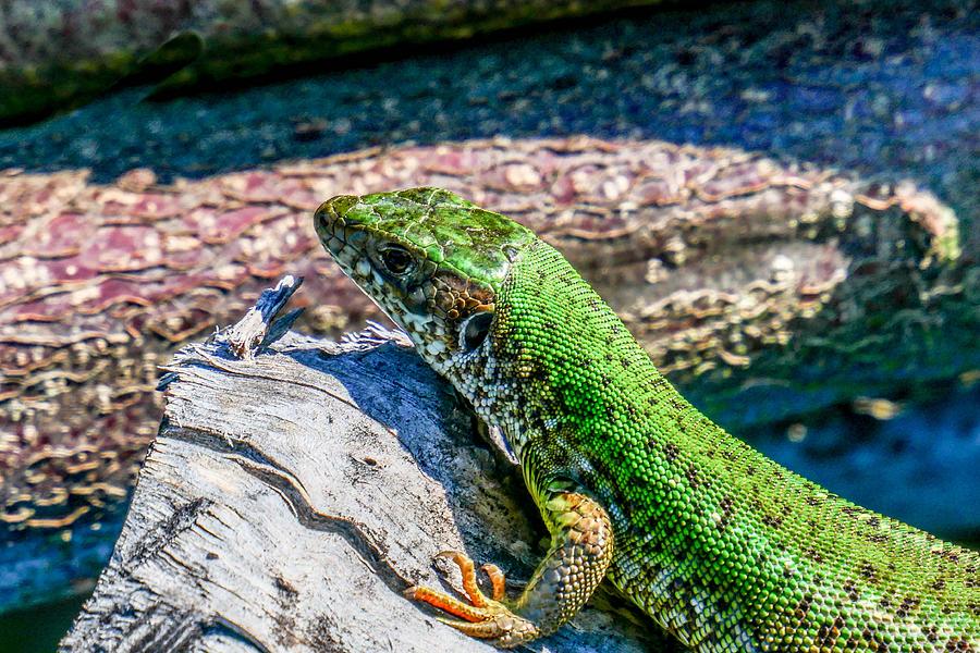 European green lizard Photograph by Pal Szeplaky