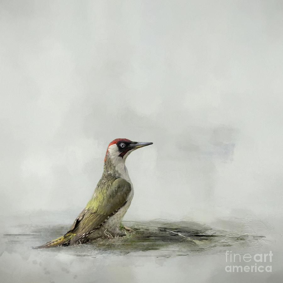 Wildlife Photograph - European Green Woodpecker by Eva Lechner