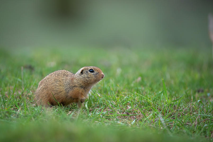 European ground squirrel - Spermophilus citellus Photograph by Jivko Nakev