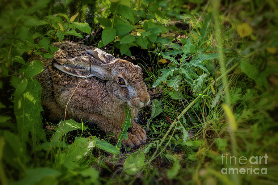 European Hare Photograph