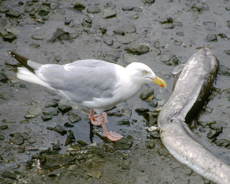 European Herring Gull with Conger Eel Photograph by Jerry Griffin