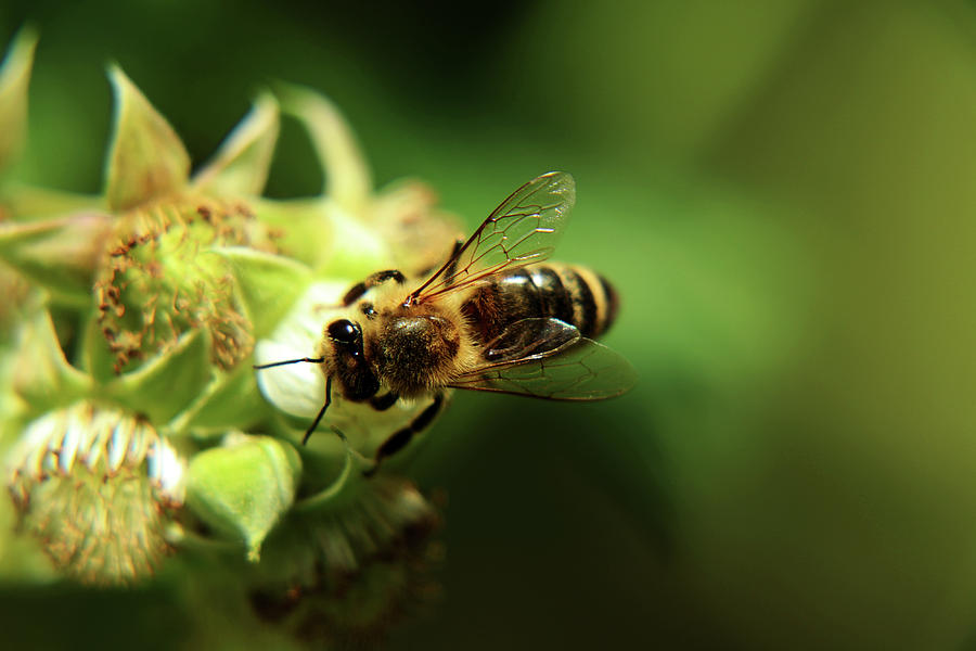 European Honey Bee, Apis Mellifera, Pollinating Bloom Of Raspberry In Springtime. Also We Can See A Limpid Wings Photograph