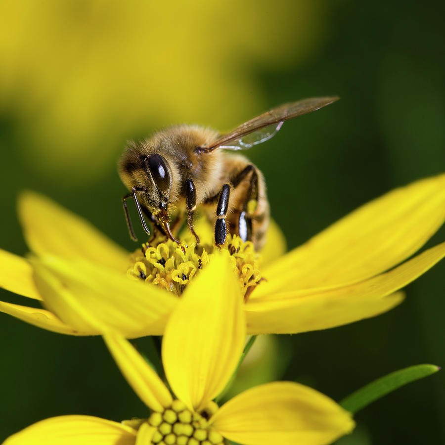 European Honey Bee on Coreopsis Photograph by Andrew Pacheco