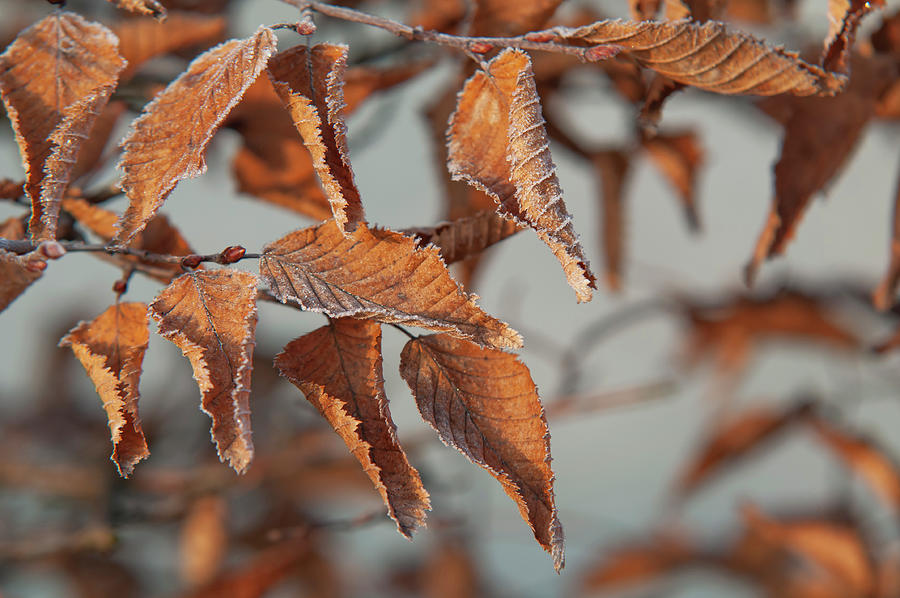 European Hornbeam Leaves in Frost 1 Photograph by Jenny Rainbow