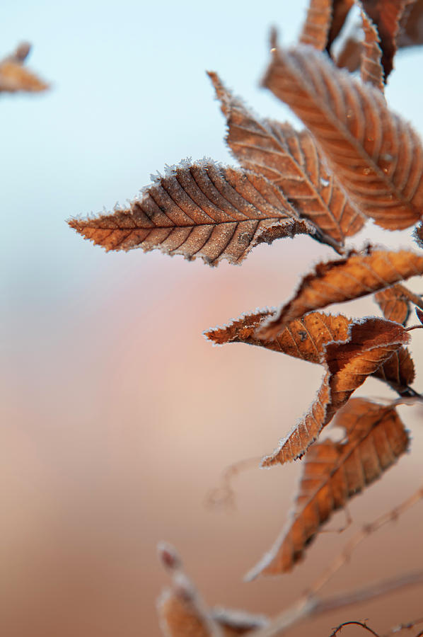 European Hornbeam Leaves in Frost 2 Photograph by Jenny Rainbow