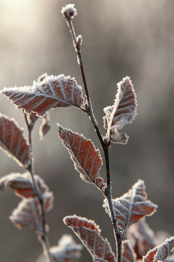 European Hornbeam Leaves in Frost 5 Photograph by Jenny Rainbow