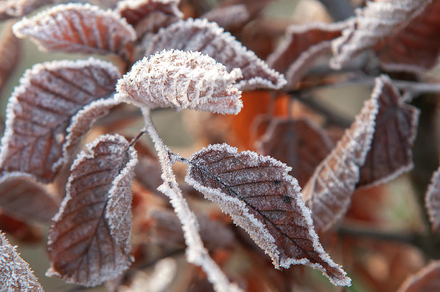 European Hornbeam Leaves in Frost 6 Photograph by Jenny Rainbow