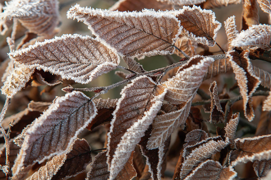 European Hornbeam Leaves in Frost 7 Photograph by Jenny Rainbow