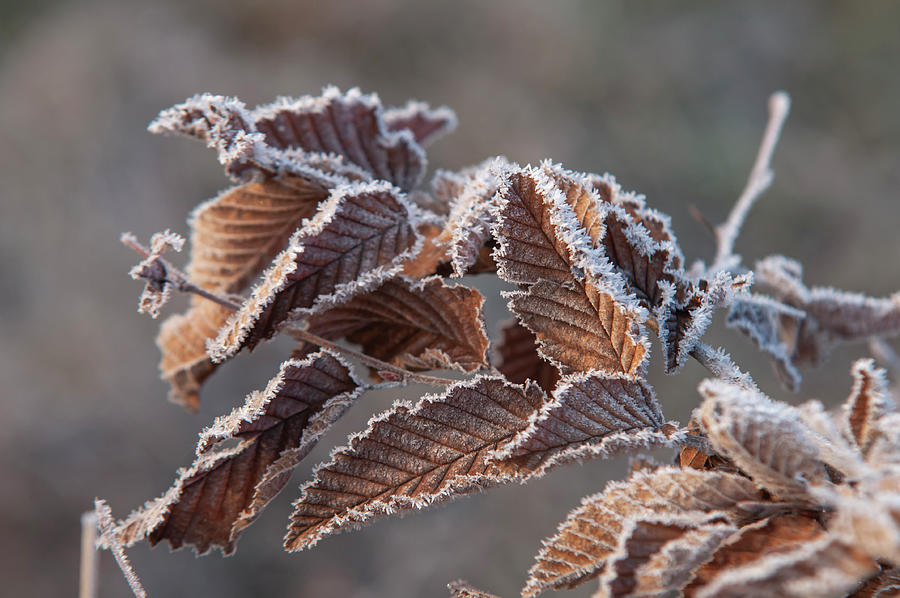 European Hornbeam Leaves in Frost 8 Photograph by Jenny Rainbow