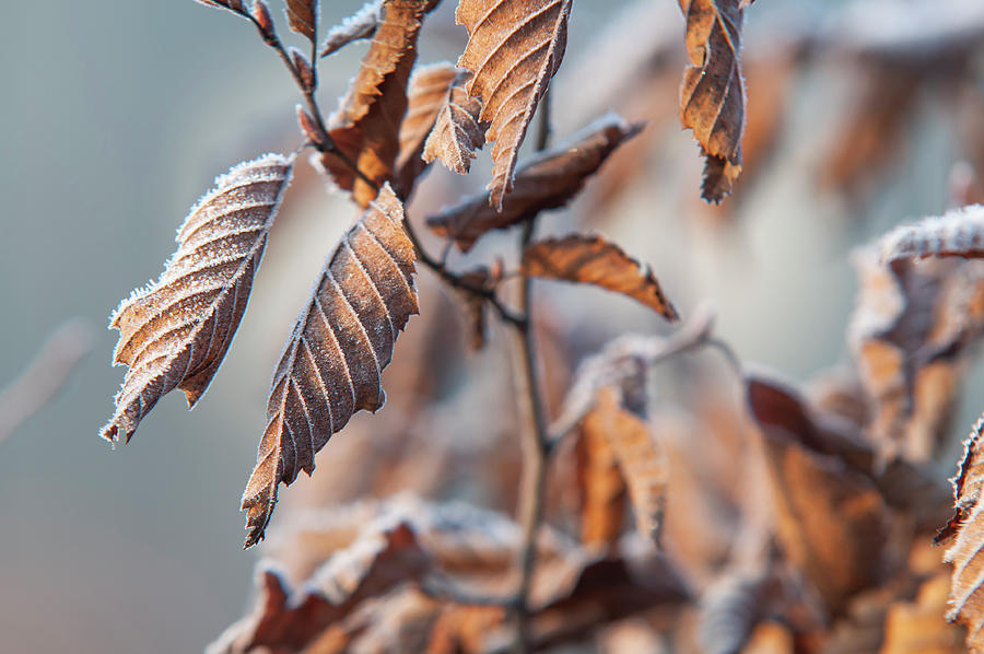 European Hornbeam Leaves in Frost Photograph by Jenny Rainbow