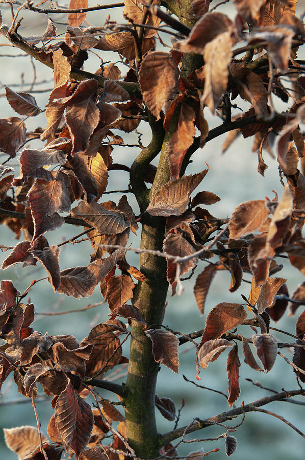 European Hornbeam with Dry Leaves Photograph by Jenny Rainbow