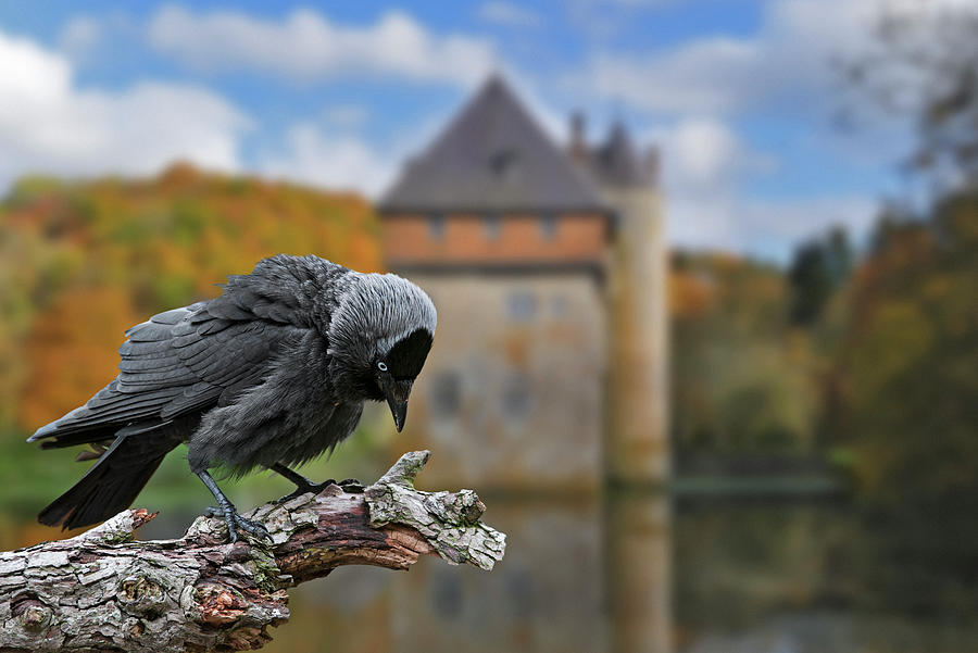 European Jackdaw and Castle Photograph by Arterra Picture Library
