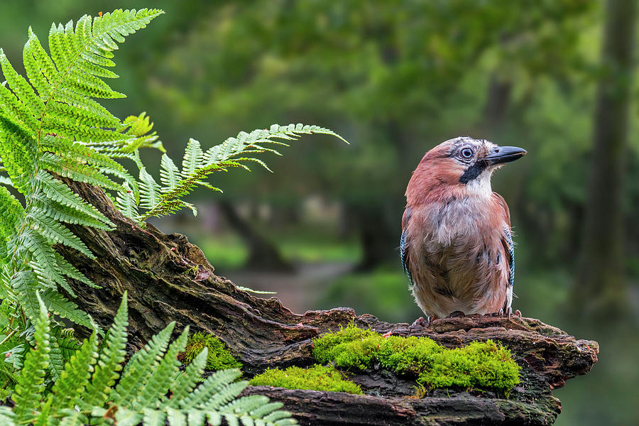 European Jay in Wood Photograph by Arterra Picture Library