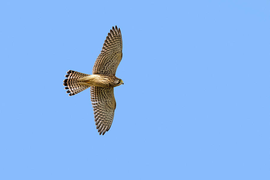 European Kestrel Flying Photograph by Arterra Picture Library