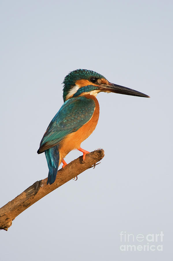 European Kingfisher in India at Sunrise Photograph by Tim Gainey