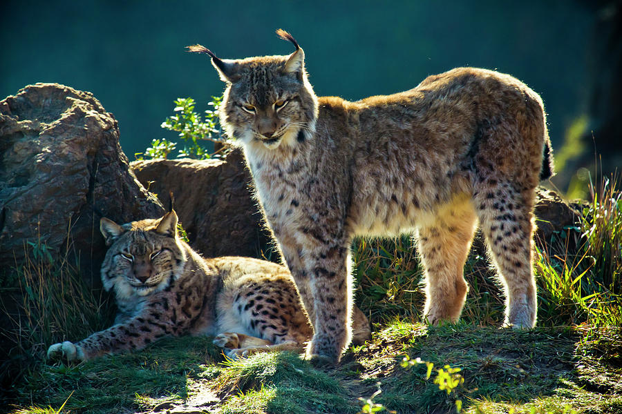 European Lynx II Photograph