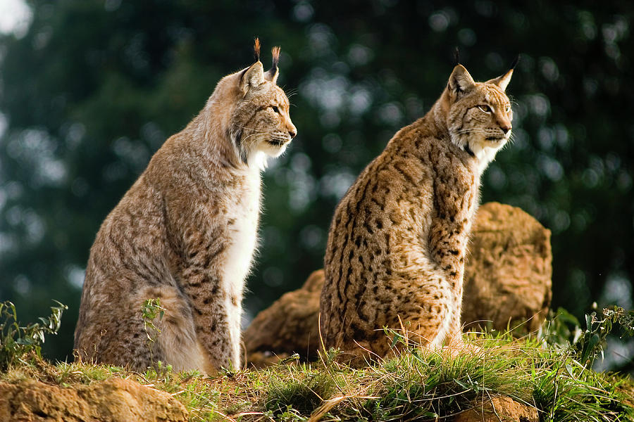 European lynx I Photograph by Mikel Bilbao Gorostiaga - Pixels