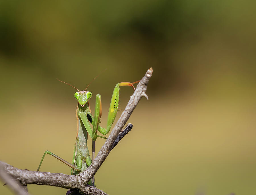 European mantis - Mantis religiosa Photograph by Jivko Nakev