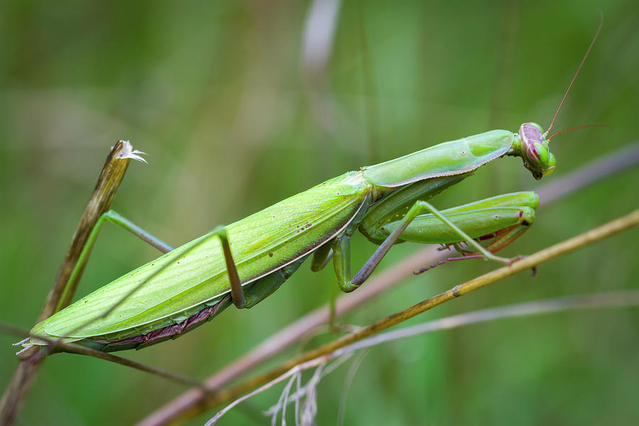 European mantis or praying mantis 01 Photograph by Mikel Bilbao ...