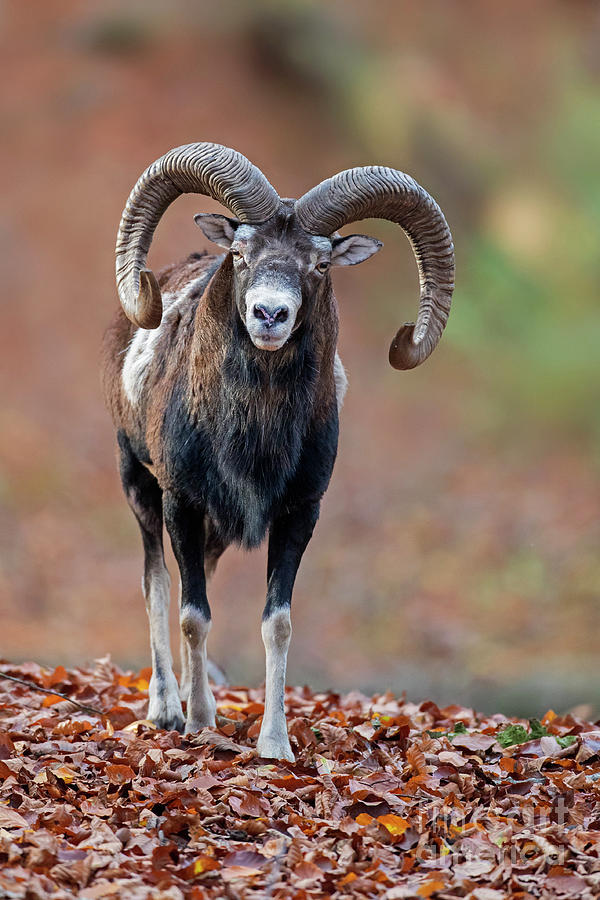 European Mouflon Ram Photograph
