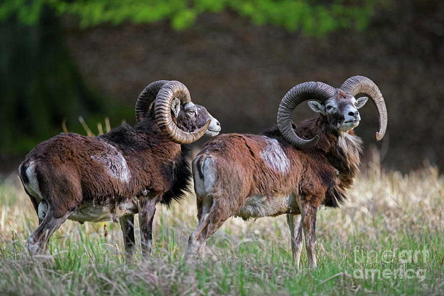 European Mouflons Photograph