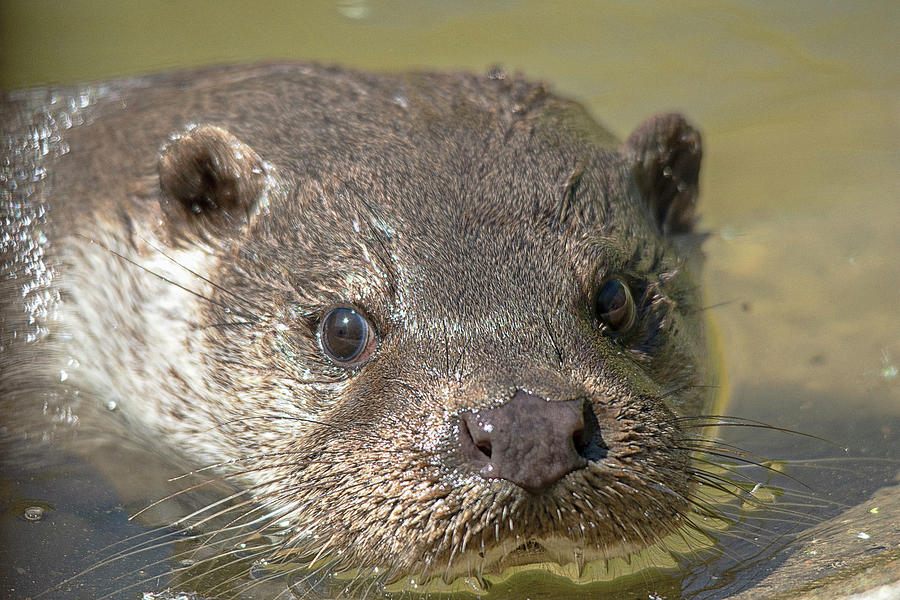 European Otter Portrait  Photograph by Gareth Parkes