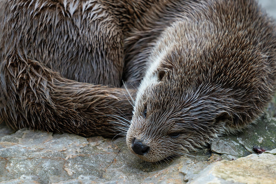 European Otter Resting Photograph by Artur Bogacki