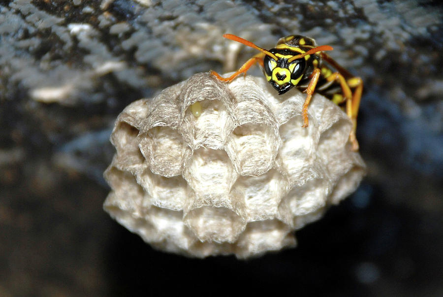 European Paper Umbrella Wasp Photograph by Matt Fox - Fine Art America